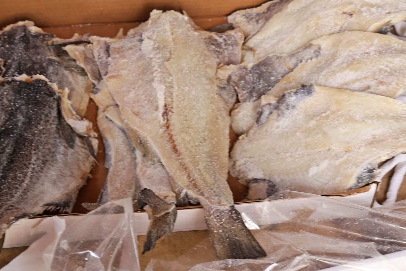 Las mejores fotografías de las Tiradas a San Antonio Abad en Trigueros