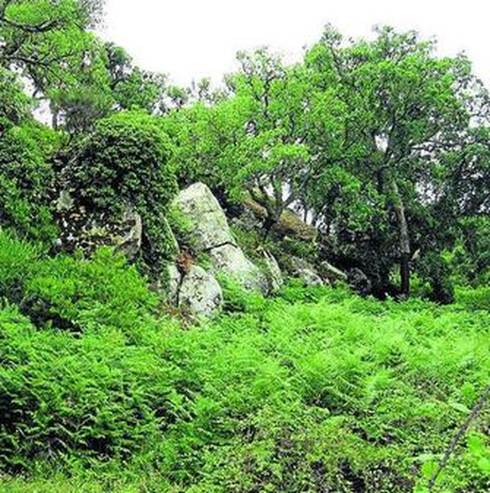 Un bello paraje del parque natural de Los Alcornocales.