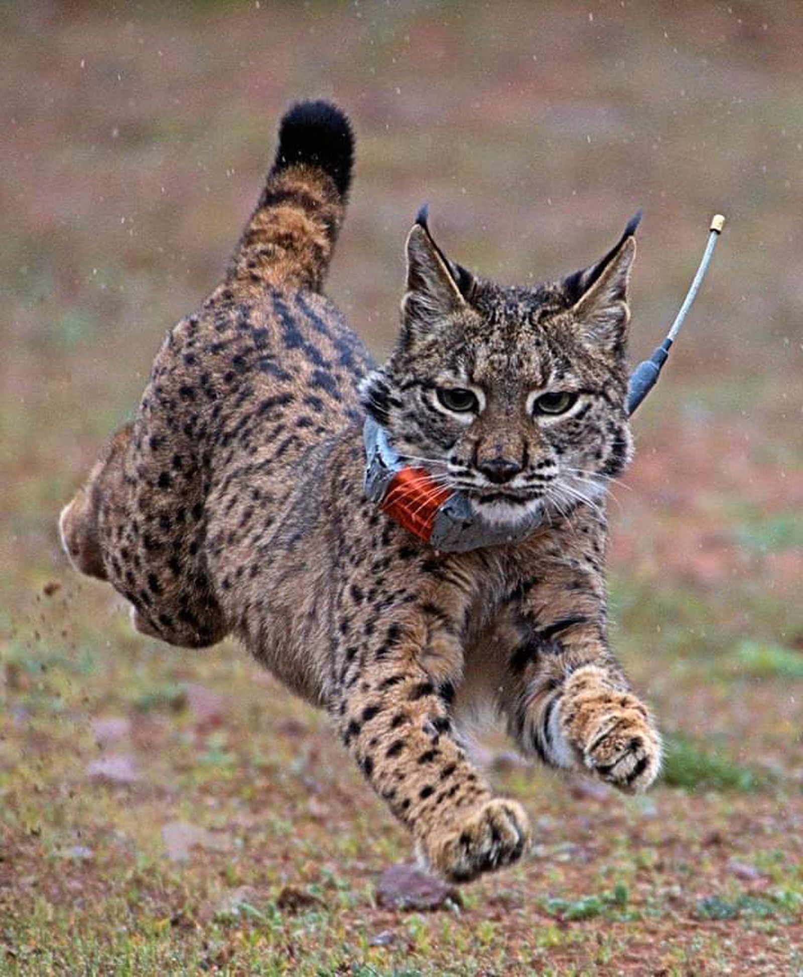 Lince con un collar localizador.