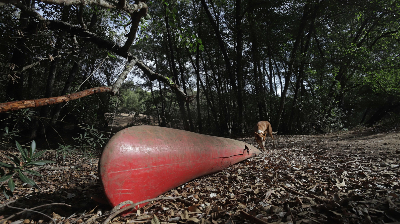 Fotos del sendero de la mariposa monarca en Castellar