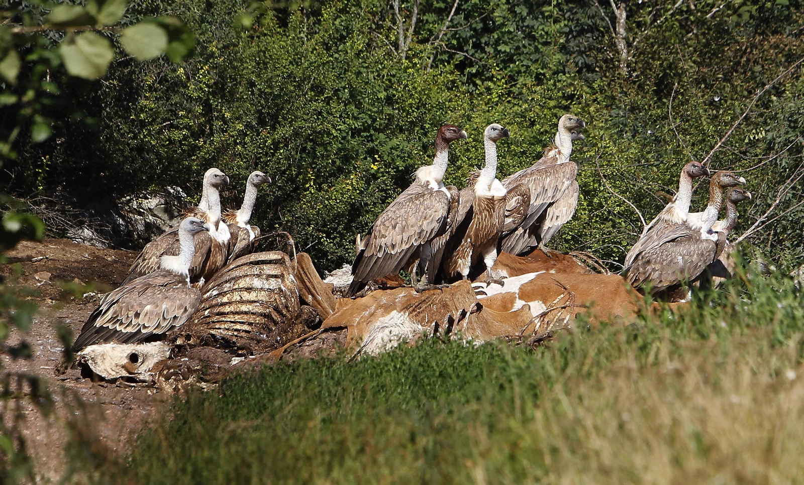 Imagen de archivo de varios buitres leonados
