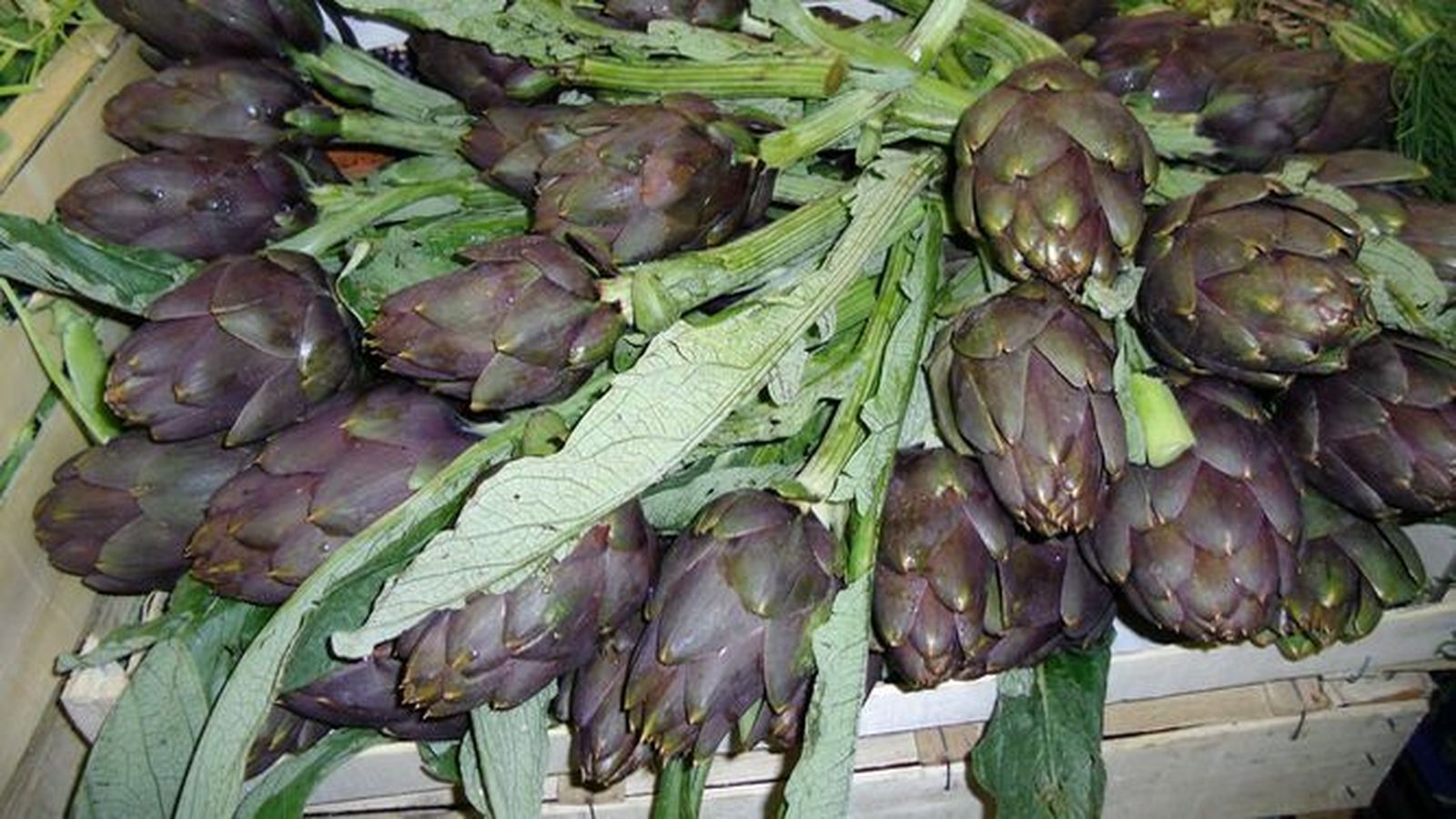 Hoja de alcachofa, es una de las plantas estudiada en esta investigación