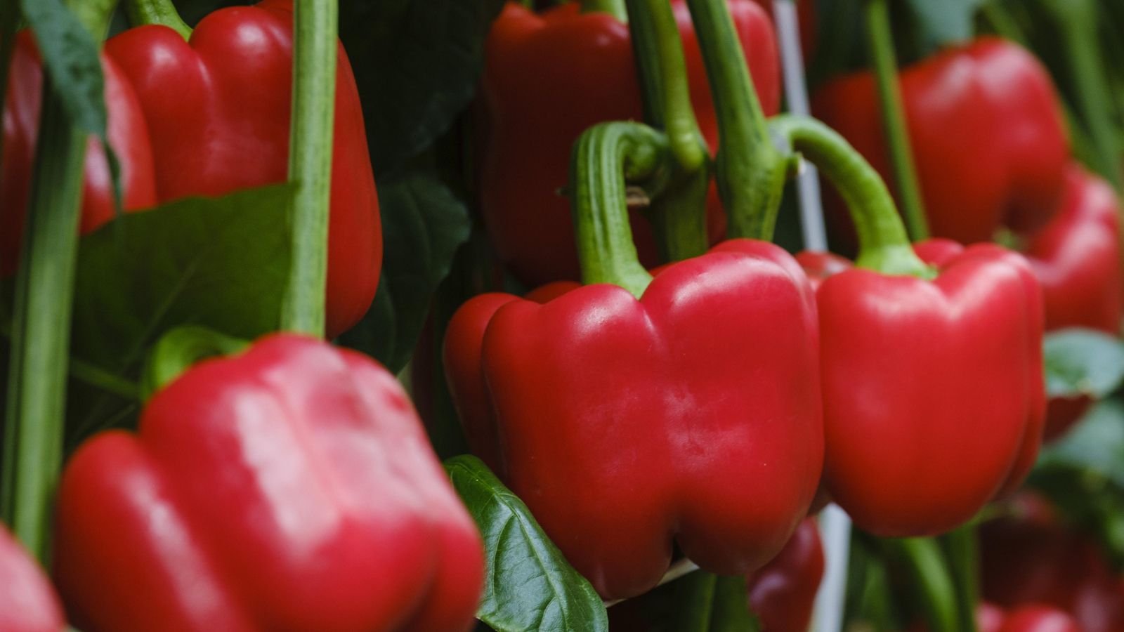 Cultivo de pimiento de Sakata.