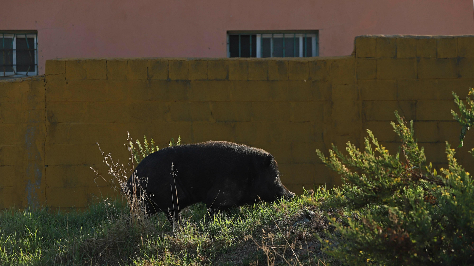 Cerdos vietnamitas en la barriada de Los Pastores