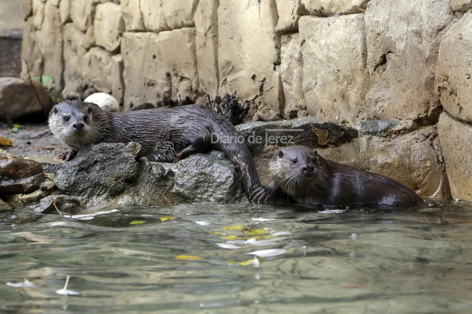 Reportaje de las Nutrias en el Zoo de Jerez
