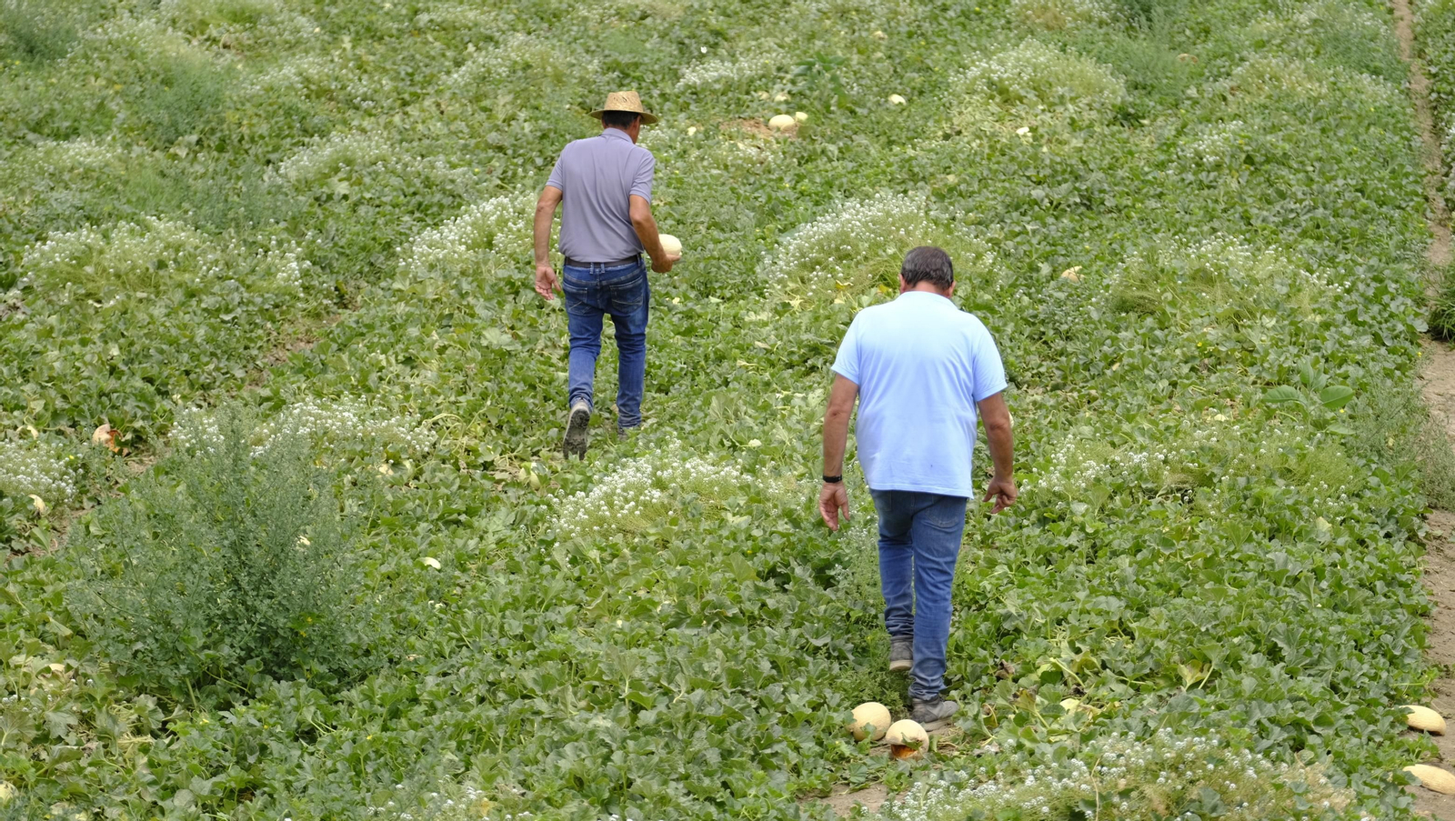 La sandía y el melón de Huércal Overa, manjares en imágenes