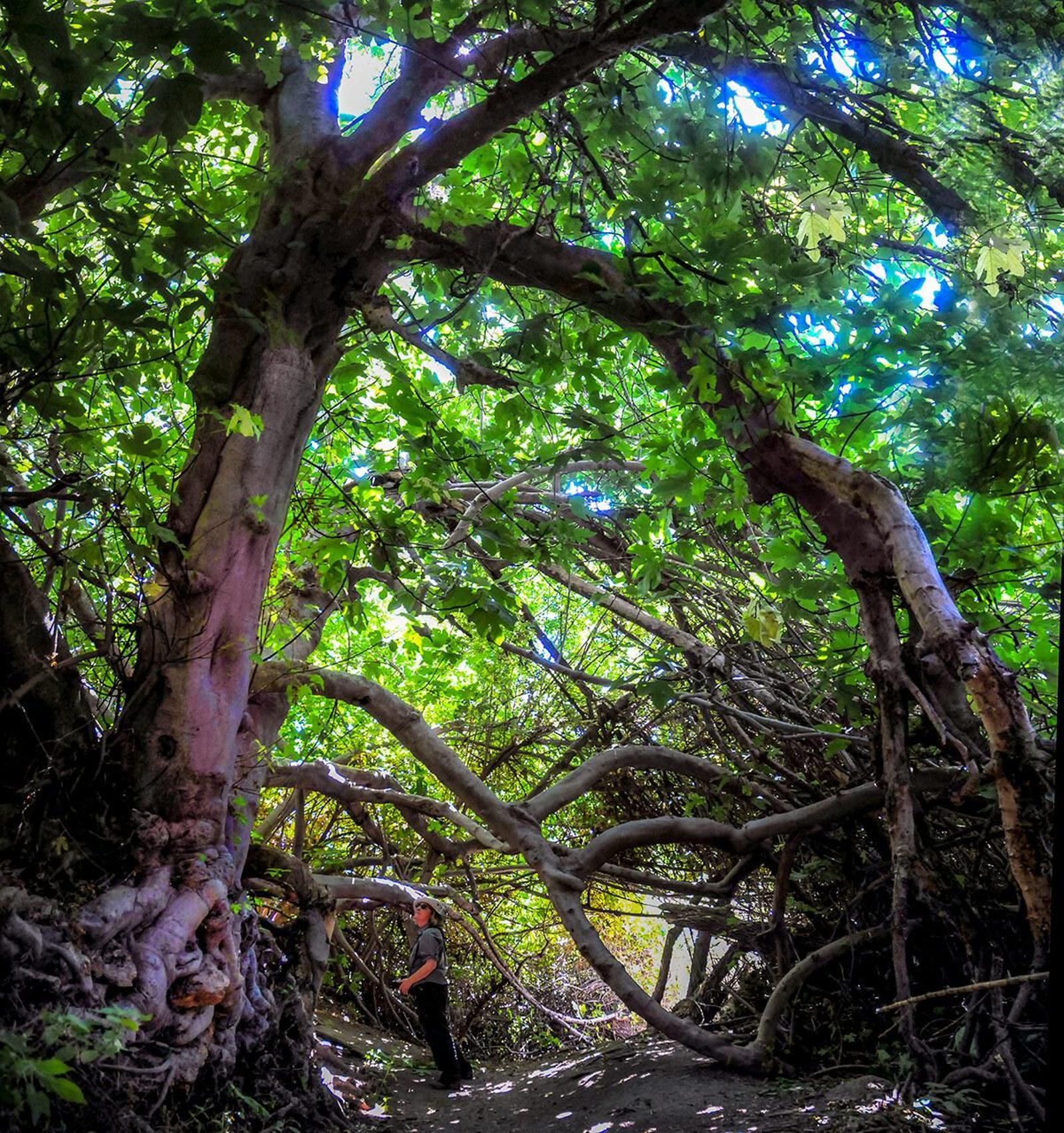 La higuera de los deseos