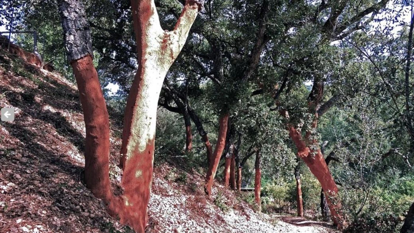 Desnudar de corcho en esta zona es una cosa muy habitual.