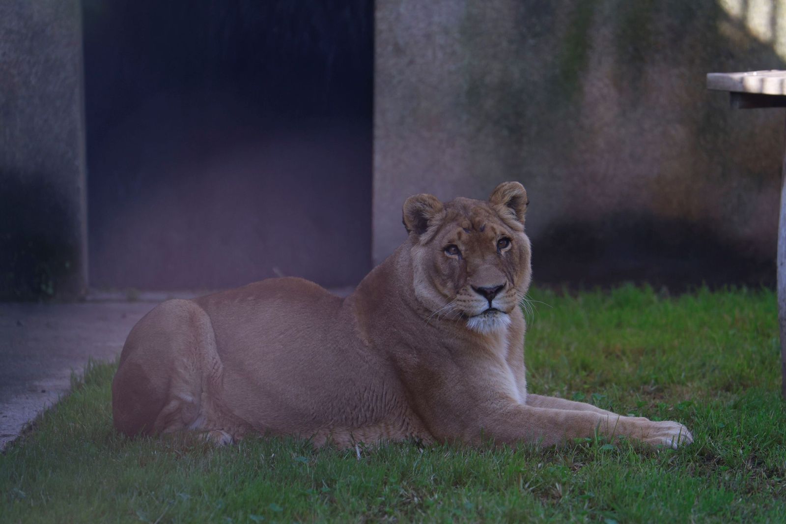 Las mejores imágenes de Zazu y Aissa, la nueva pareja de leones del Zoo de Córdoba