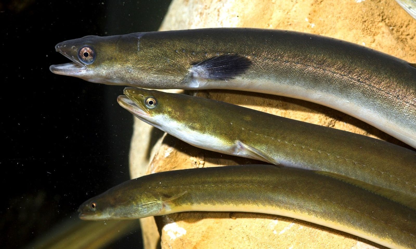 Los ejemplares de estas anguilas del Delta realizan su migración al Mar de los Sargazos.