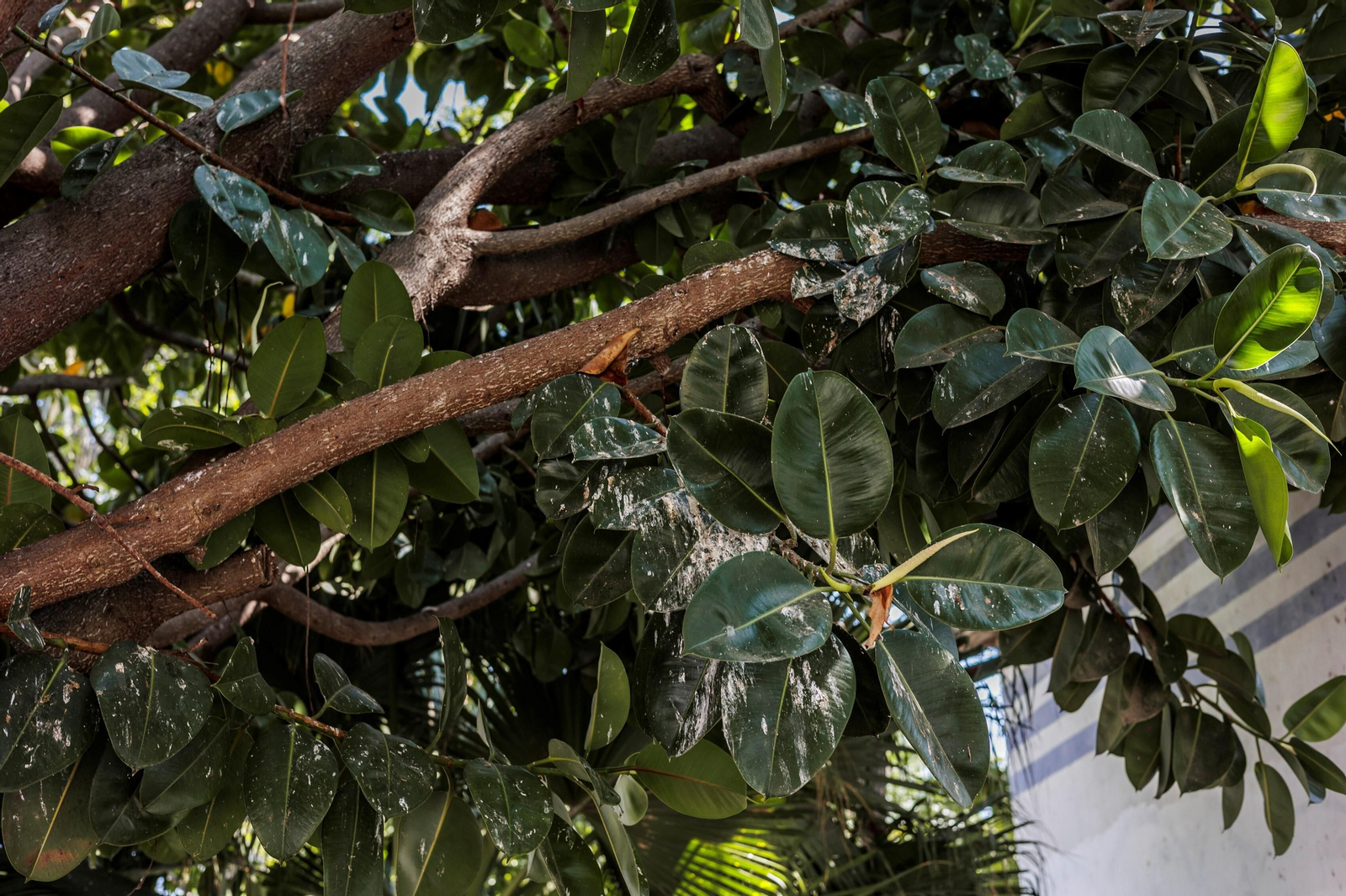 Las zonas verdes menos verdes de la ciudad de Cádiz