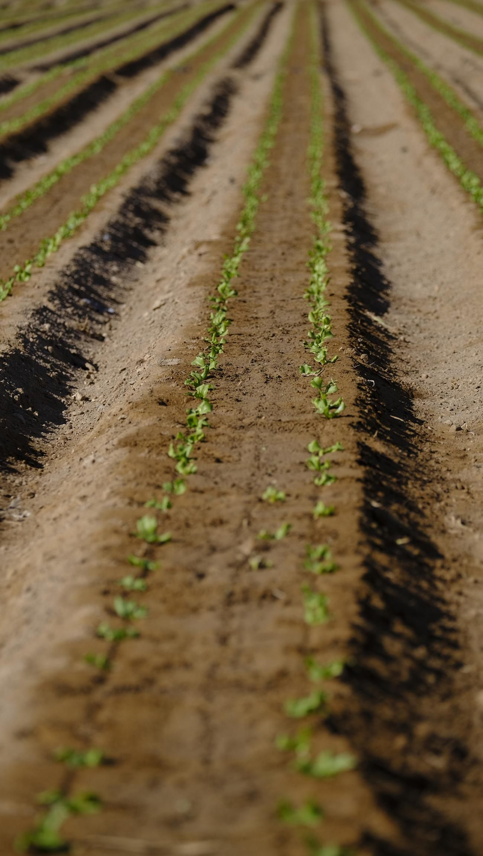 El abandono de cítricos en Huércal Overa, en imágenes