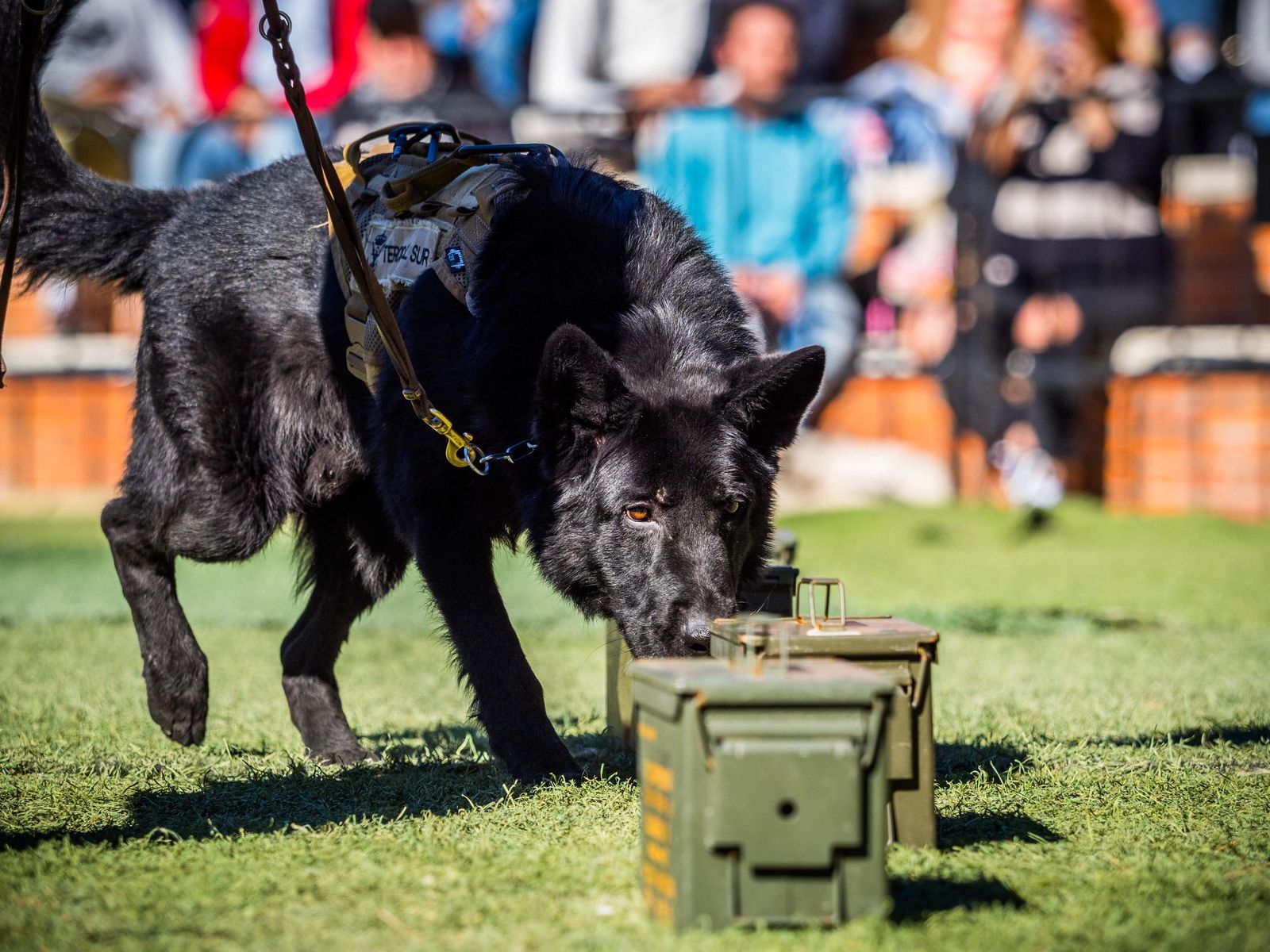 Las imágenes de San Antón 2025 en San Fernando