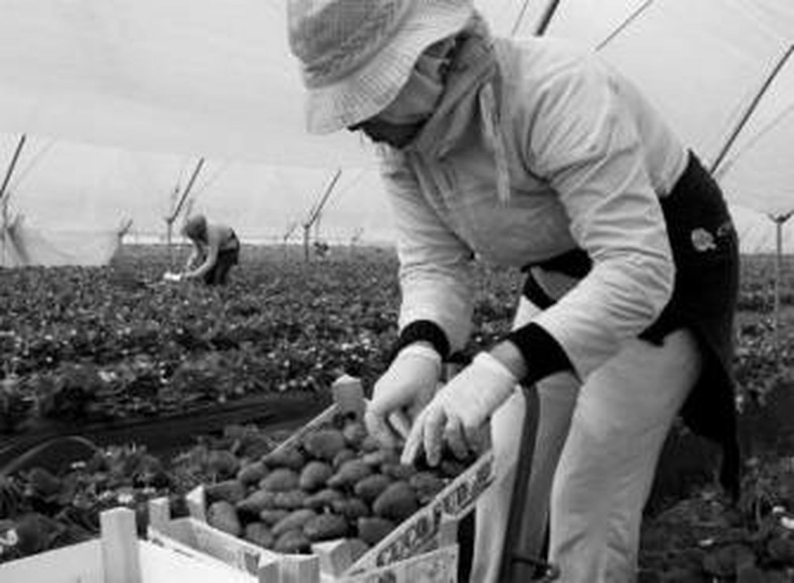 Los campos de Huelva nutren de fresas a media Europa.