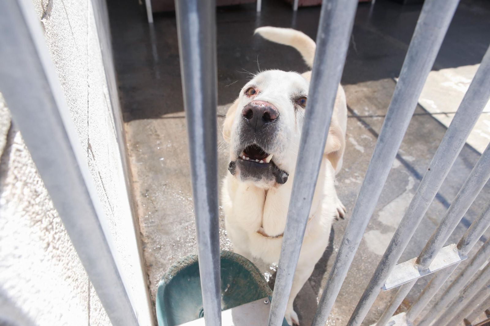 Las fotos de la protectora de animales de La Línea El gato andaluz