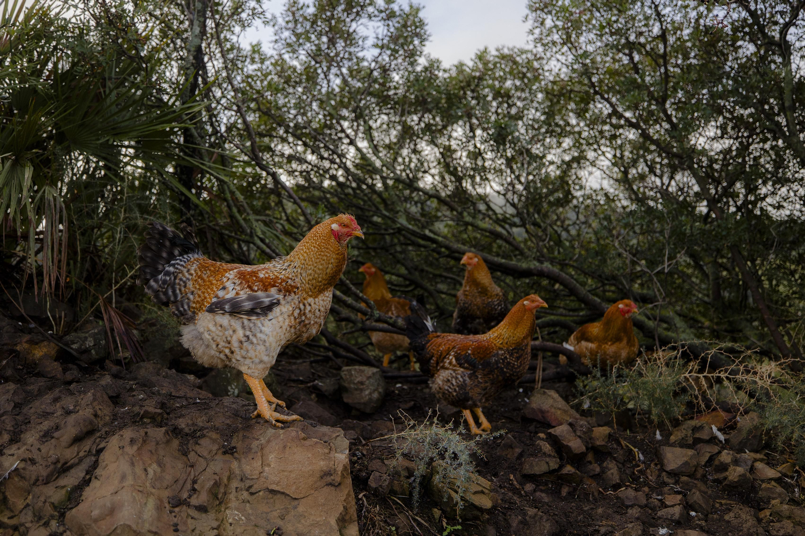 Imágenes de la finca "Loma Verde"; dedicada a la cría de capones y pulardas en libertad.