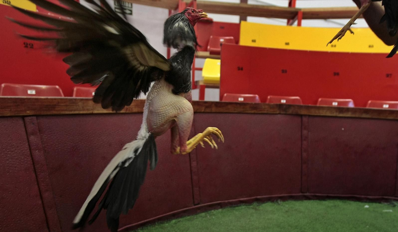 Imagen de un reñidero de gallos