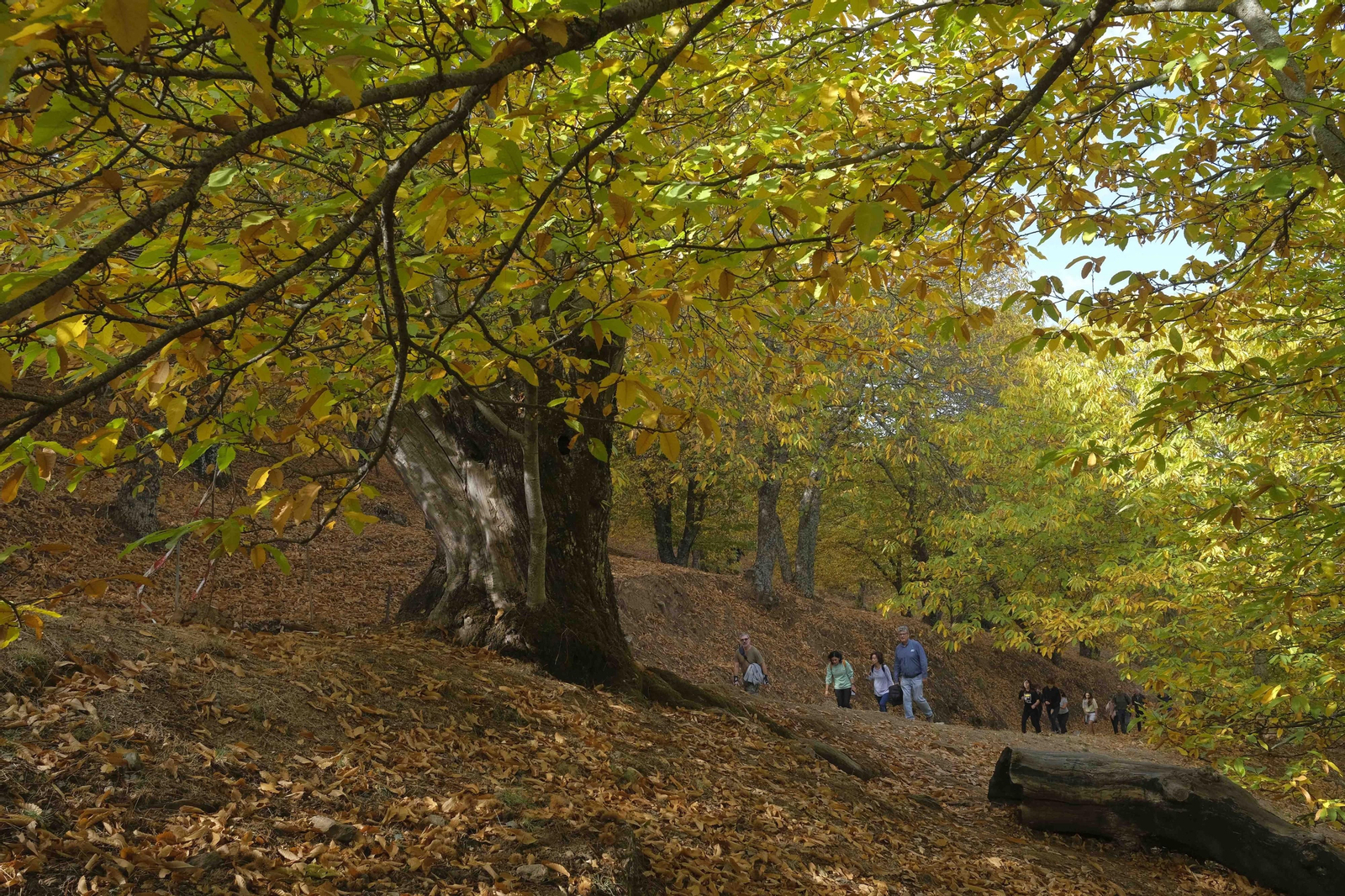 El Bosque de Cobre, en imágenes