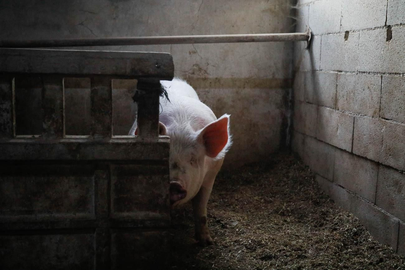 Te contamos en imágenes como son las matanzas en Chirivel