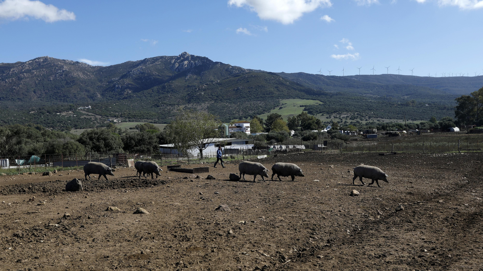 Las fotos de los cerdos 100% ibéricos que se crían en Tarifa