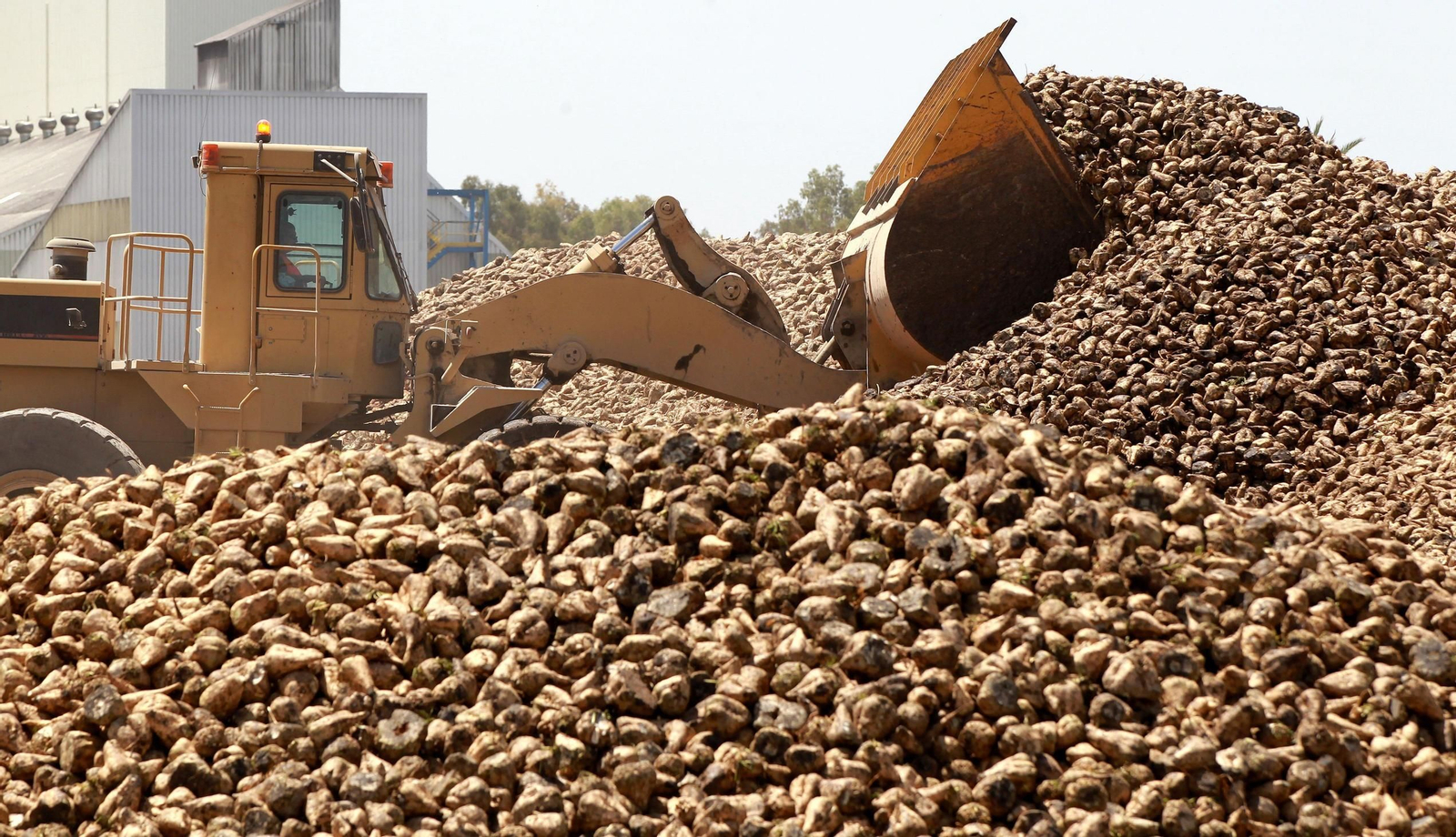 Una montaña de remolacha durante una campaña de molturación en la Azucarera de Jerez.
