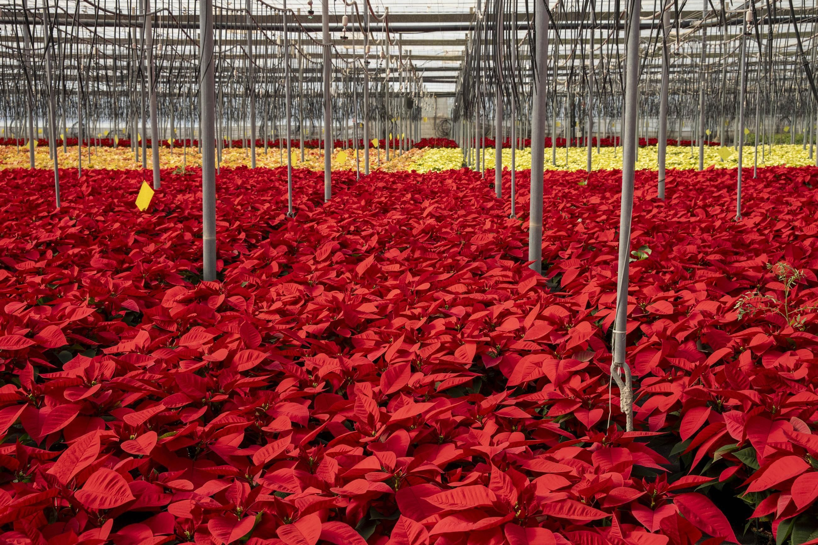 Así son las flores de pascua de SolísPlant, en imágenes