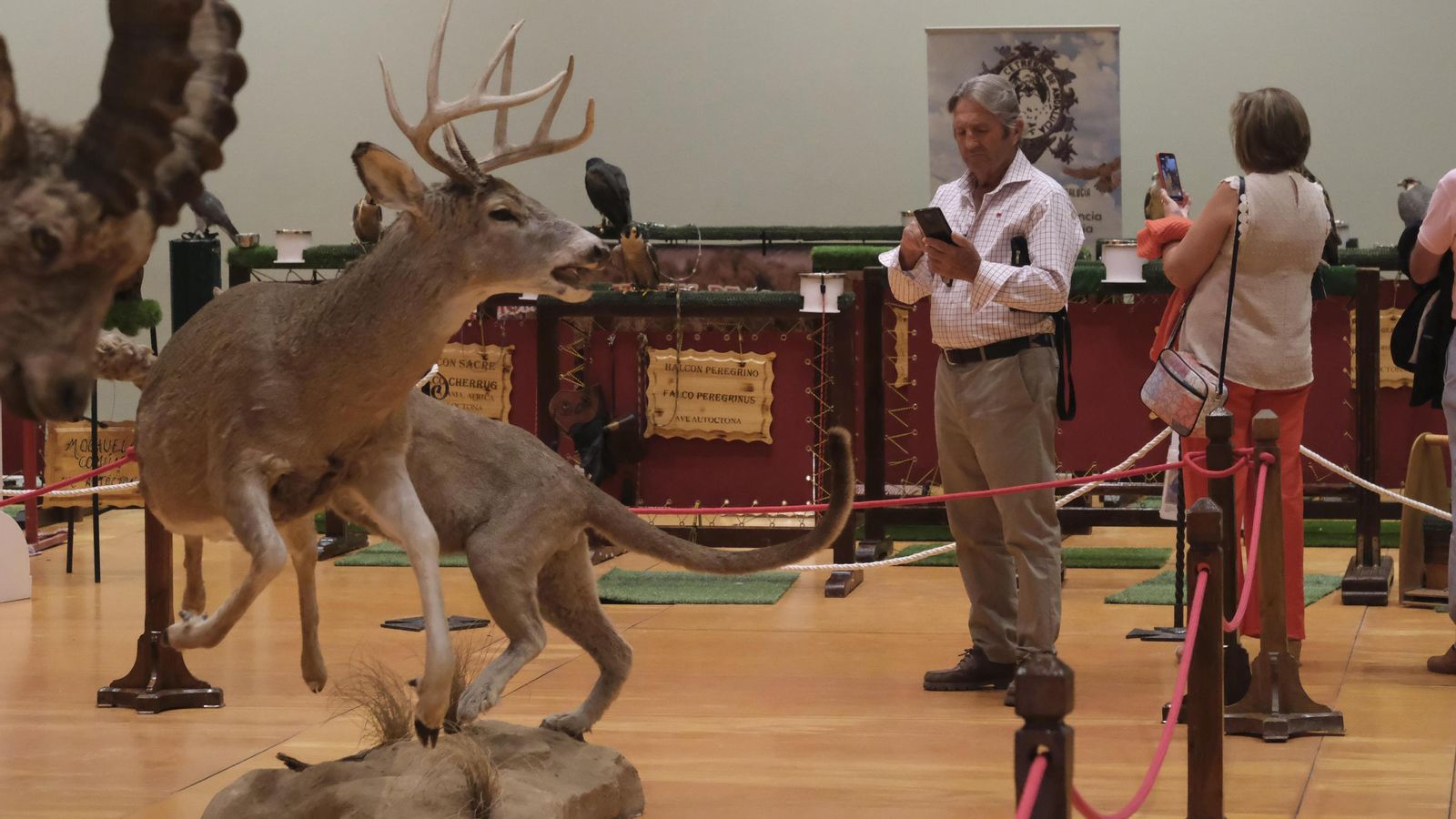 Expisición de taxidermia. Expisición de taxidermia.