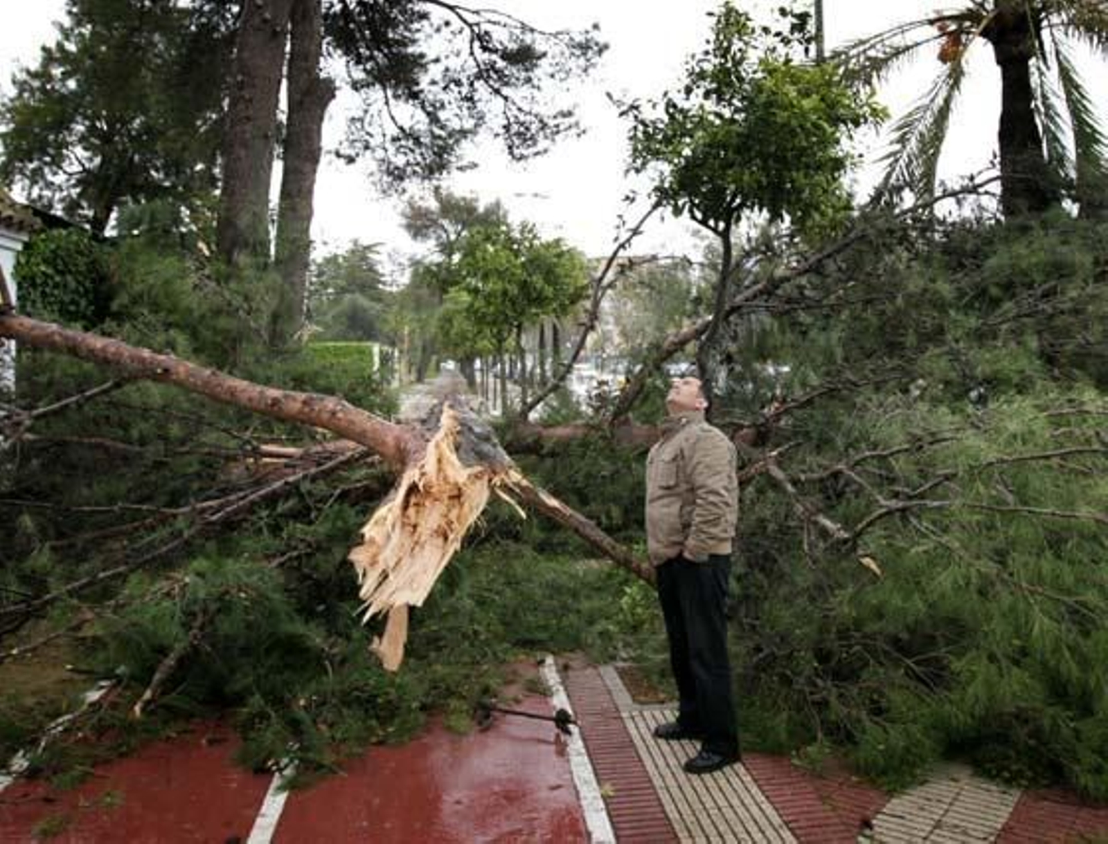 Un jerezano contempla los daños padecidos por uno de los pinos que jalonan la avenida Domecq.

Foto: miguel ángel gonzález