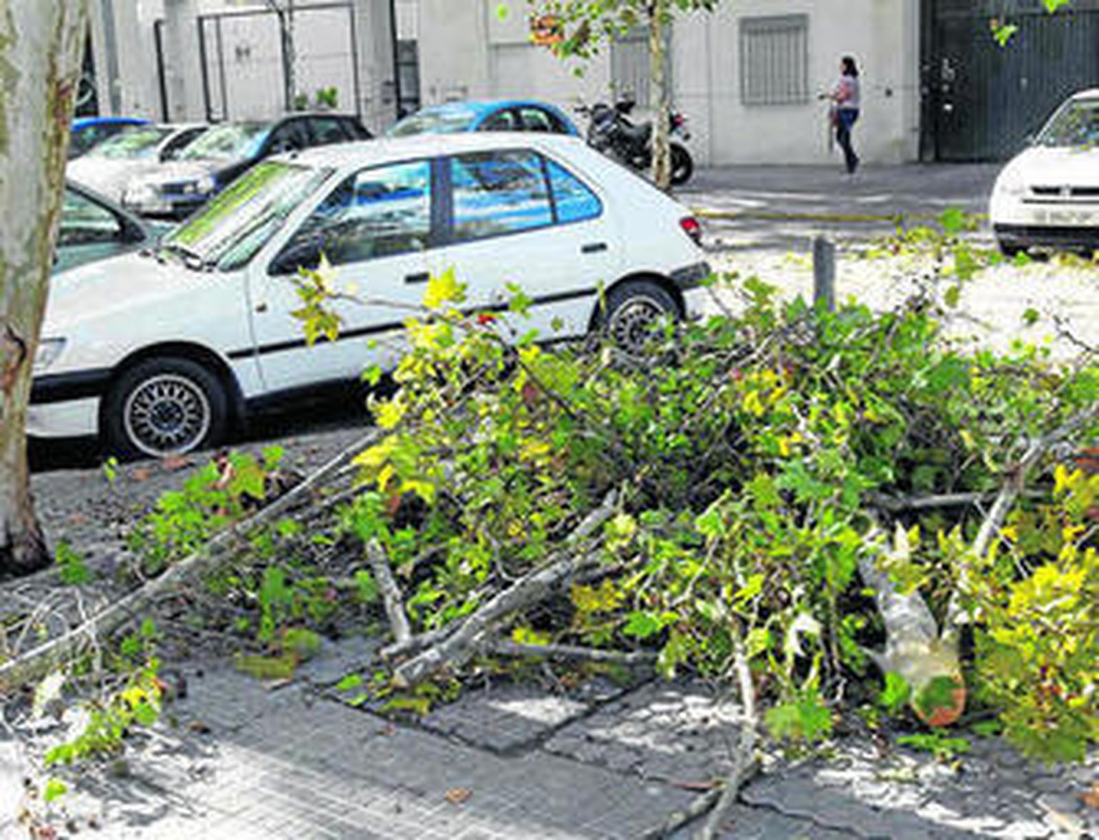 Una rama de un árbol se desplomó sobre varios vehículos en la calle Campo de los Mártires.