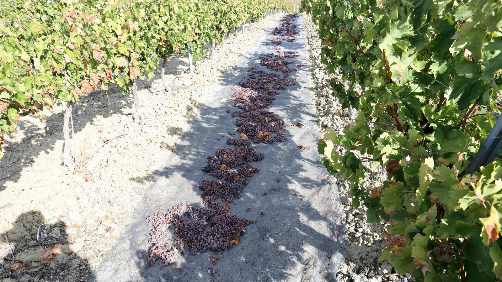 Vinos ecológicos con uva Pedro Ximénez