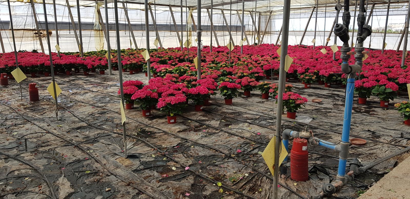 El sector está pidiendo que se autorice en España la venta de plantas y flores en centros de jardinería, floristerías y supermercados al igual que está ocurriendo en otros países de la Unión Europea.