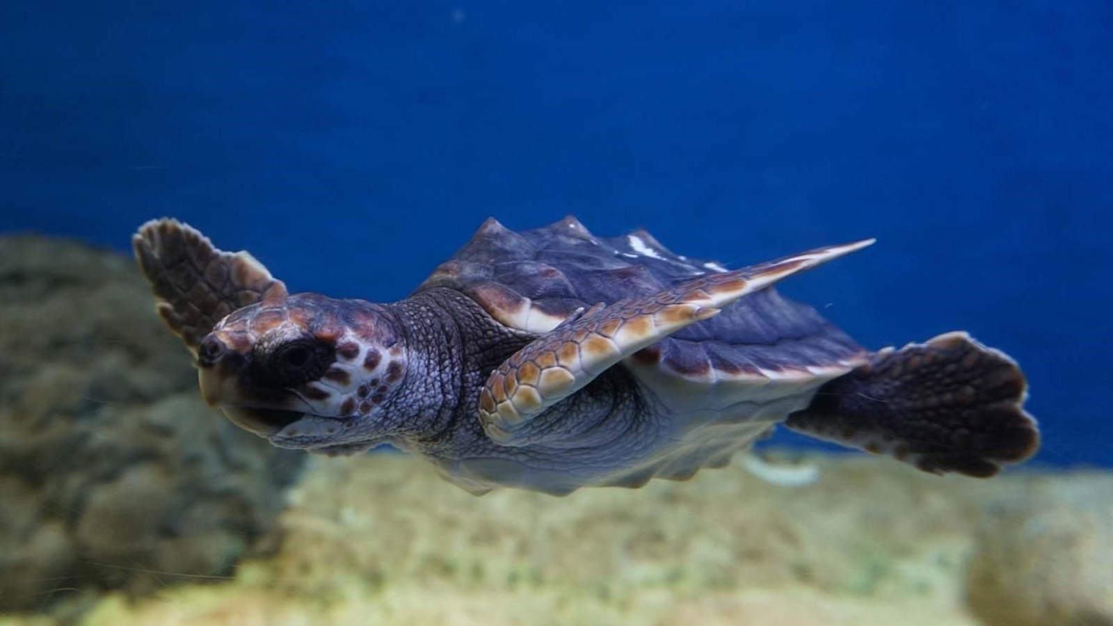 Tortuga en el Acuario de Sevilla