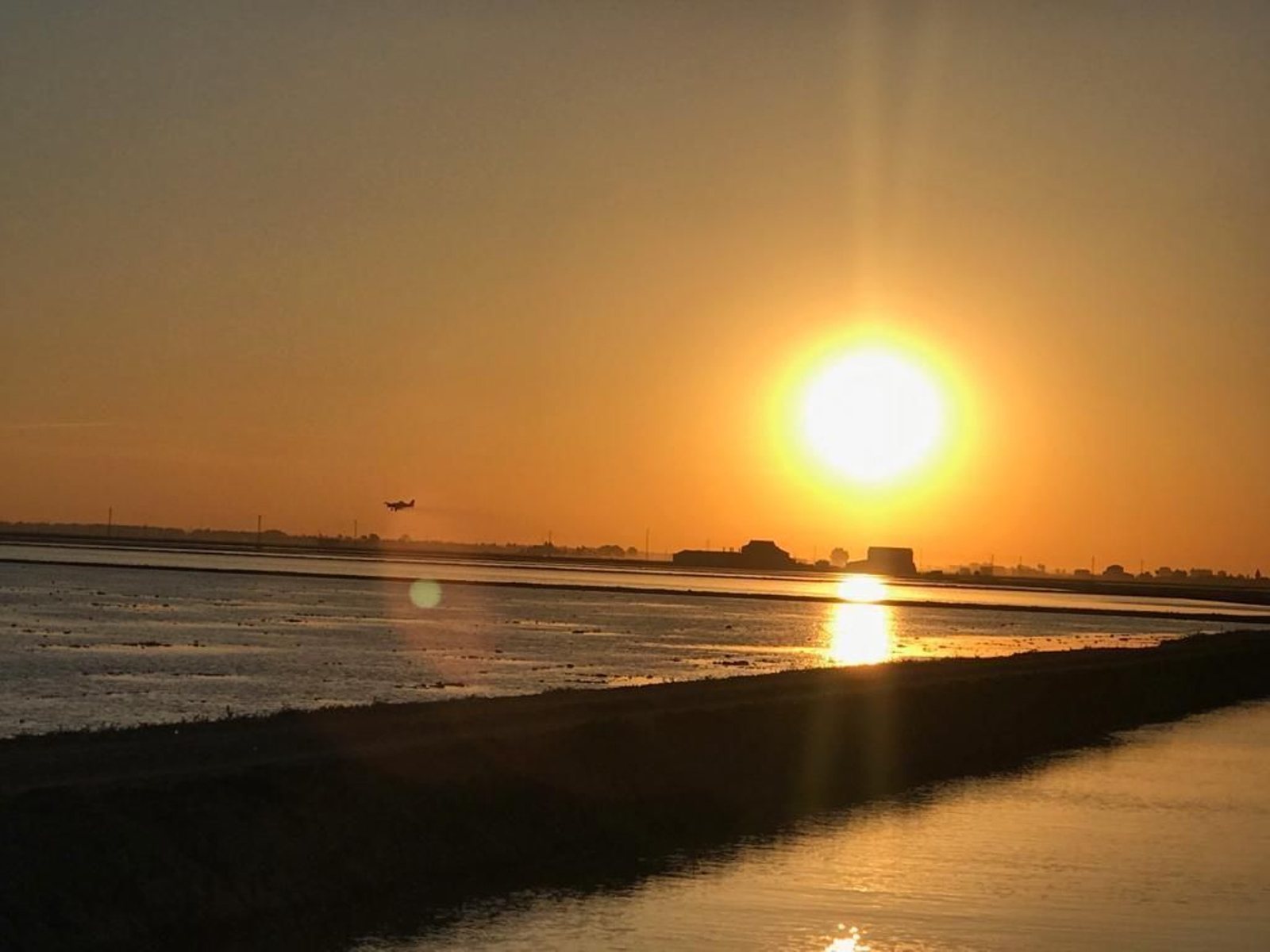 Arrozal en el Bajo Guadalquivir.