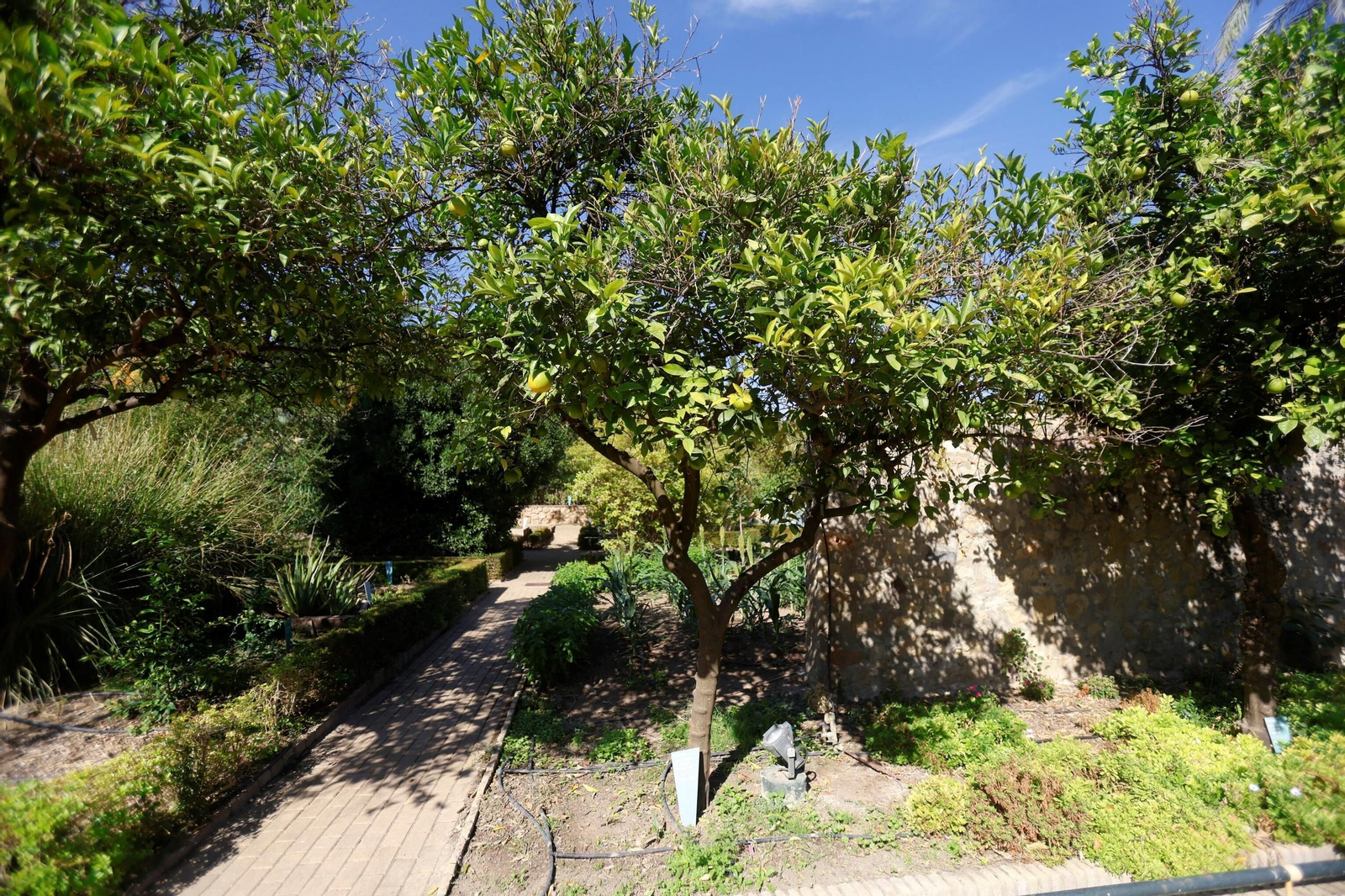 Un paseo en imágenes por el Real Jardín Botánico de Córdoba