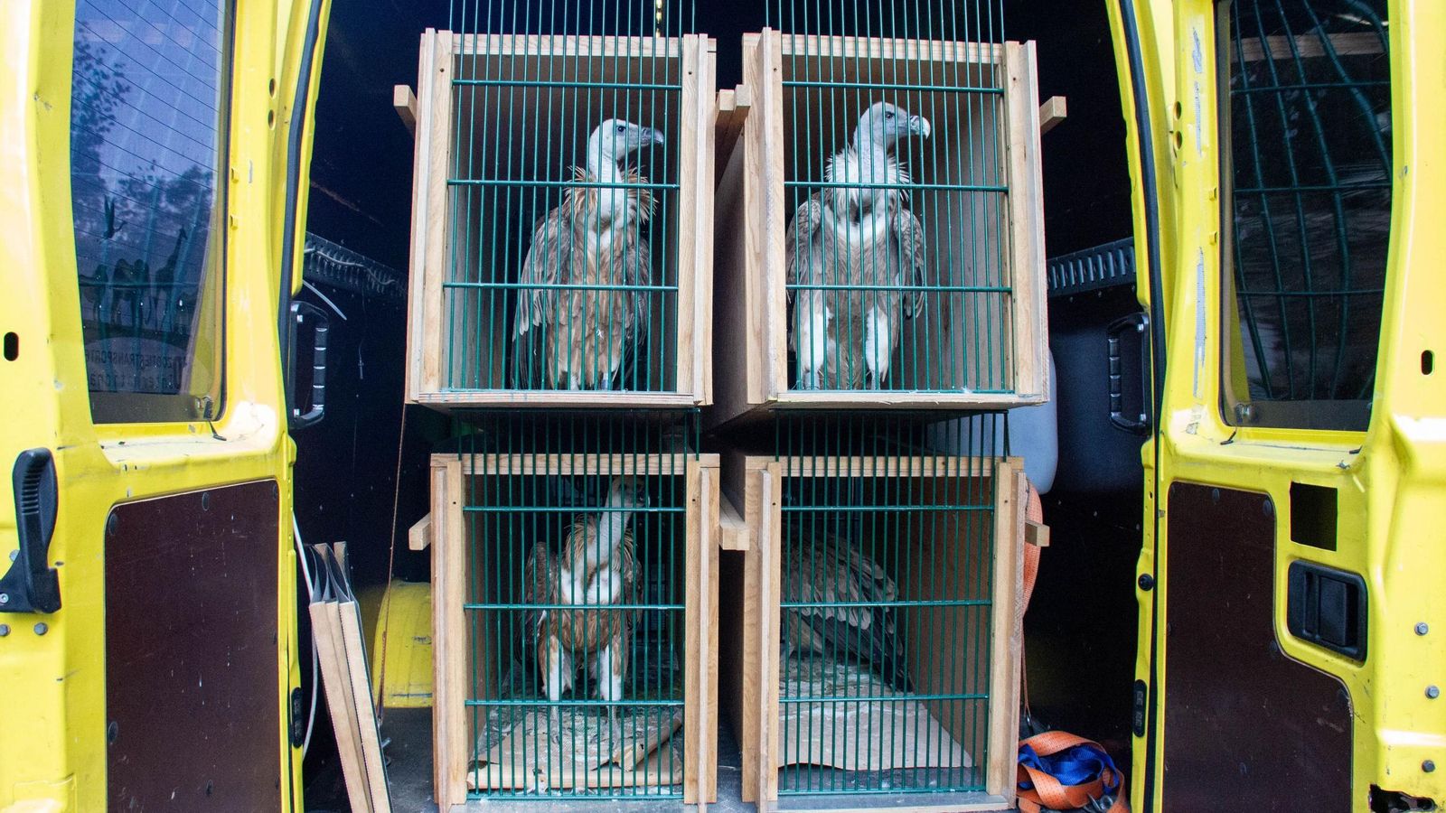 Los buitres, recién llegados al zoo austríaco.