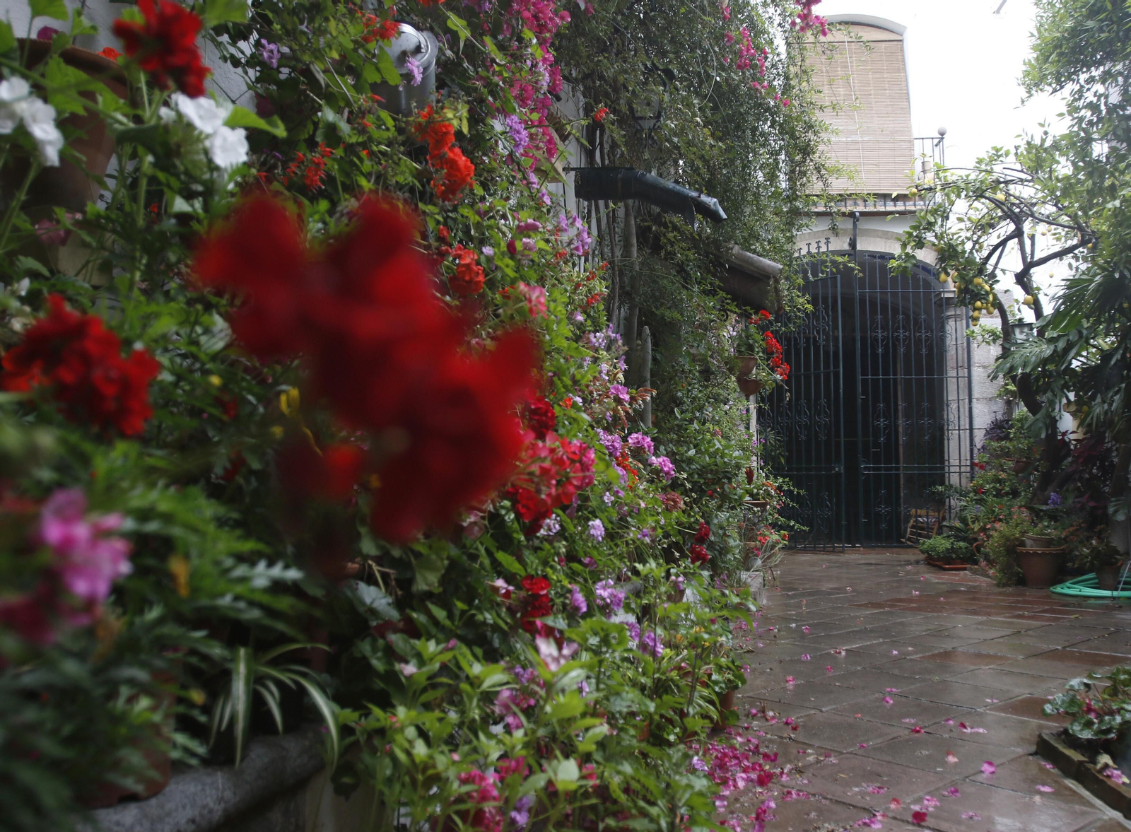 Las fotos de los Patios de Córdoba en tiempos de crisis: La Palma, 3