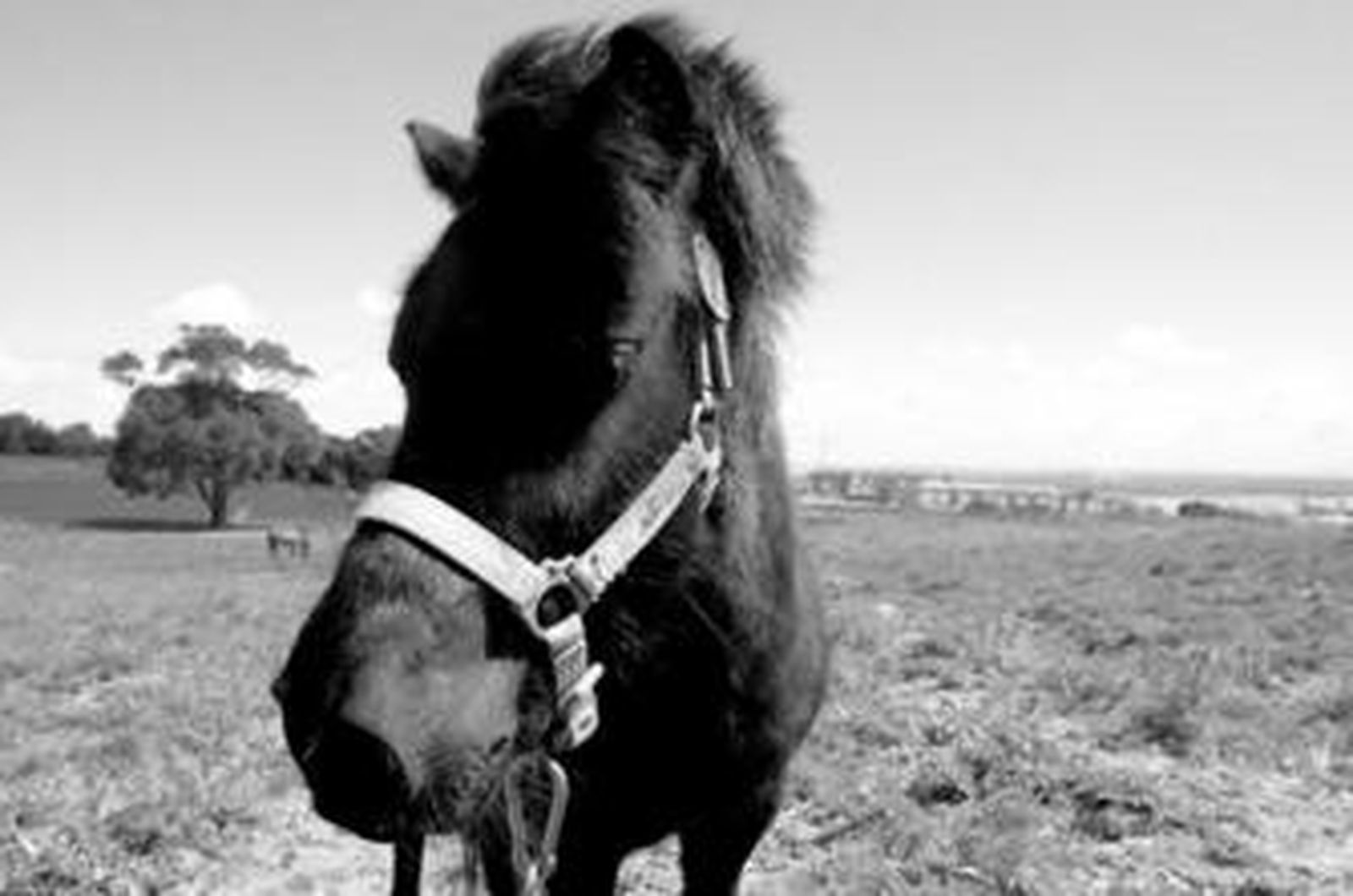Un poni, junto a otros caballos, pasta en los terrenos de Camposoto.