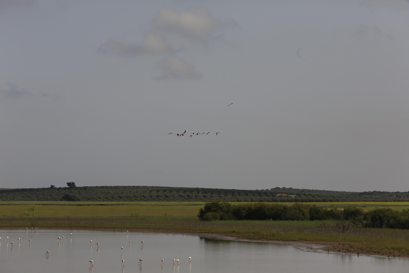 Los flamencos en la Laguna de Fuente de Piedra, en fotos