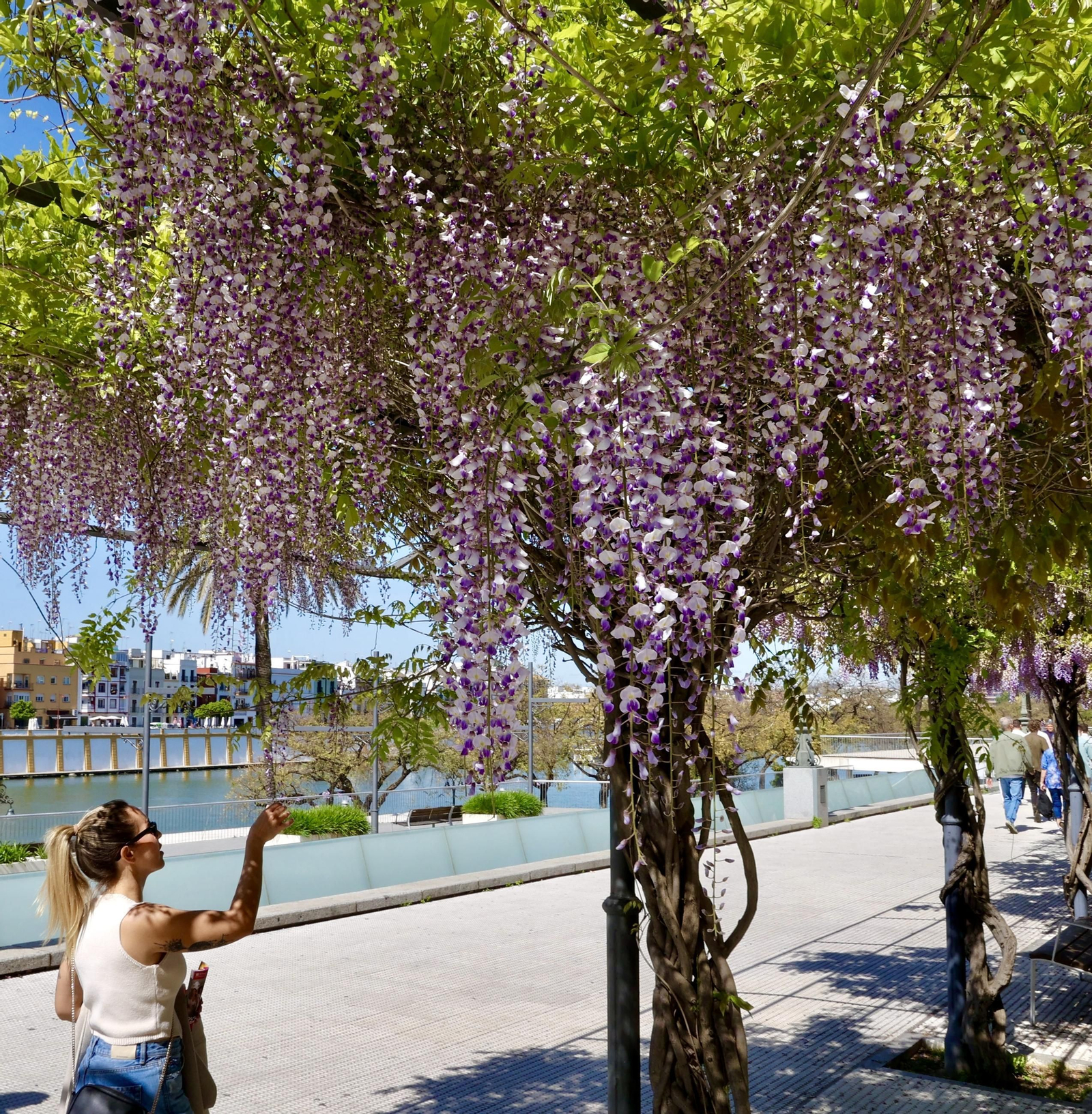 La belleza de las glicinias del Paseo de Cristóbal Colón