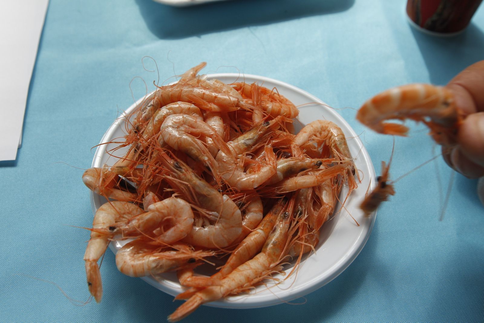 Fotogalería Jornada Puertas Abiertas Puerto Pesquero Almería