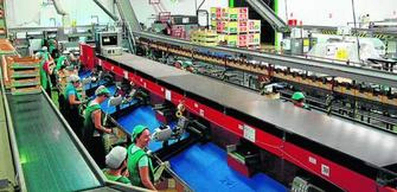 La empresa ejidense Nature Choice SAT cuenta con una plantilla de casi 400 trabajadores a pleno rendimiento de campaña.