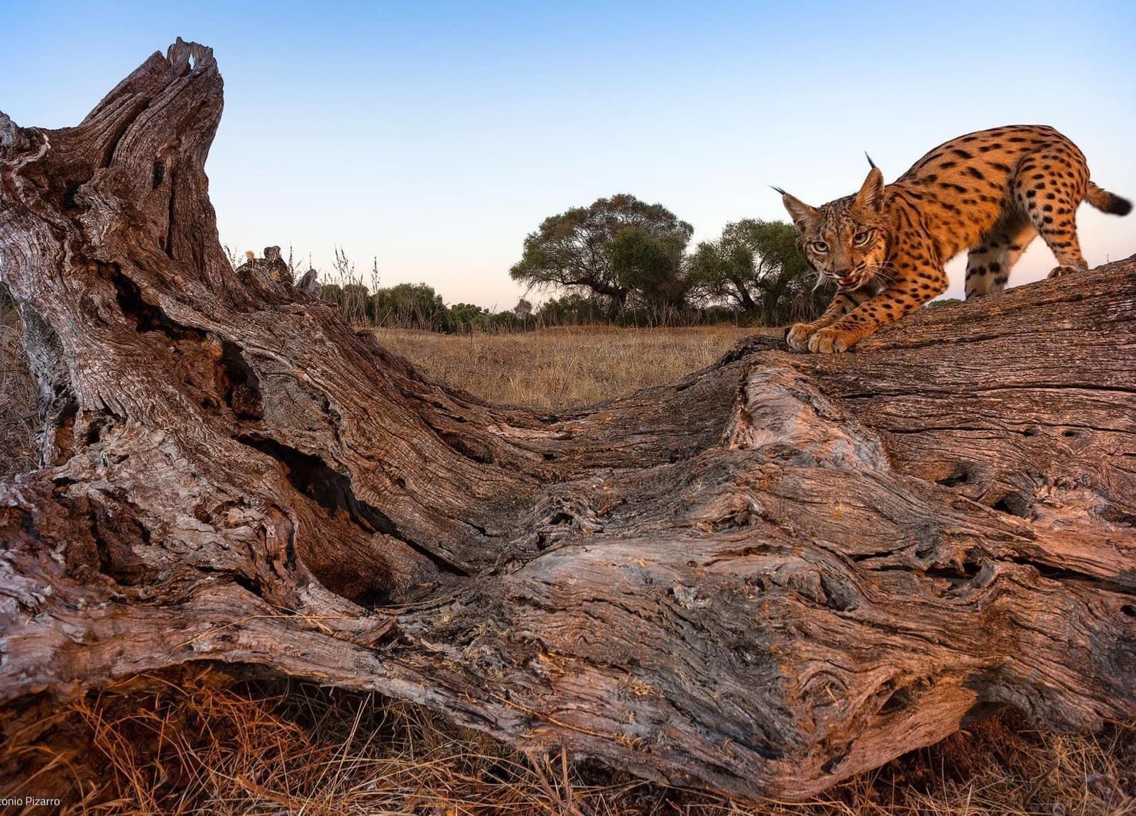 Una foto de archivo del lince Platero.