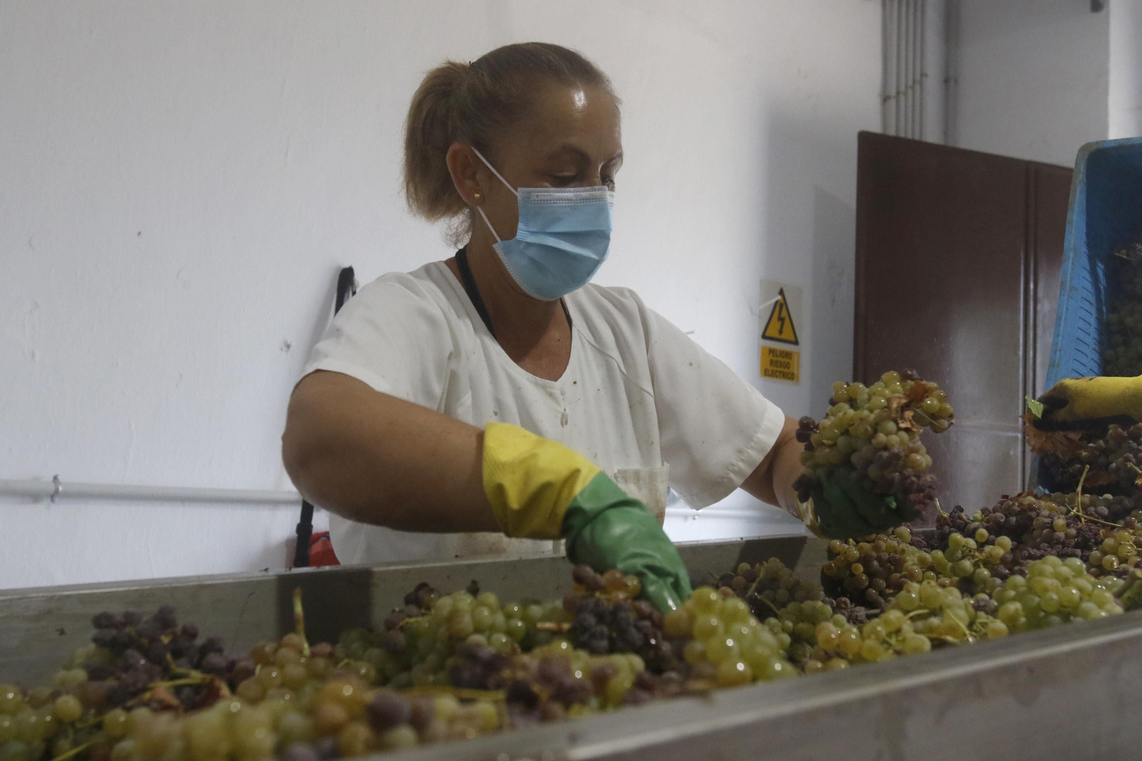 La vendimia en Montilla-Moriles, en fotografías
