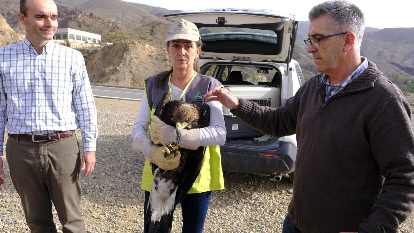 Momento previo a la suelta del águila real en Pechina.