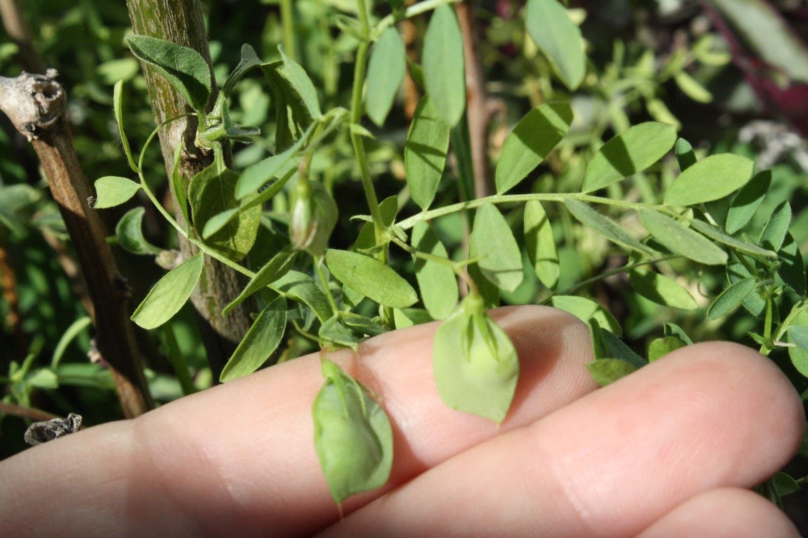 Planta de la lenteja.