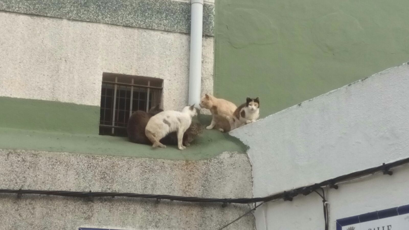 Varios gatos en una de las azoteas de la zona.
