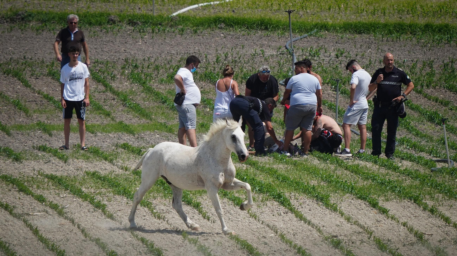 Muere un caballo después de que la manada fuese liberada