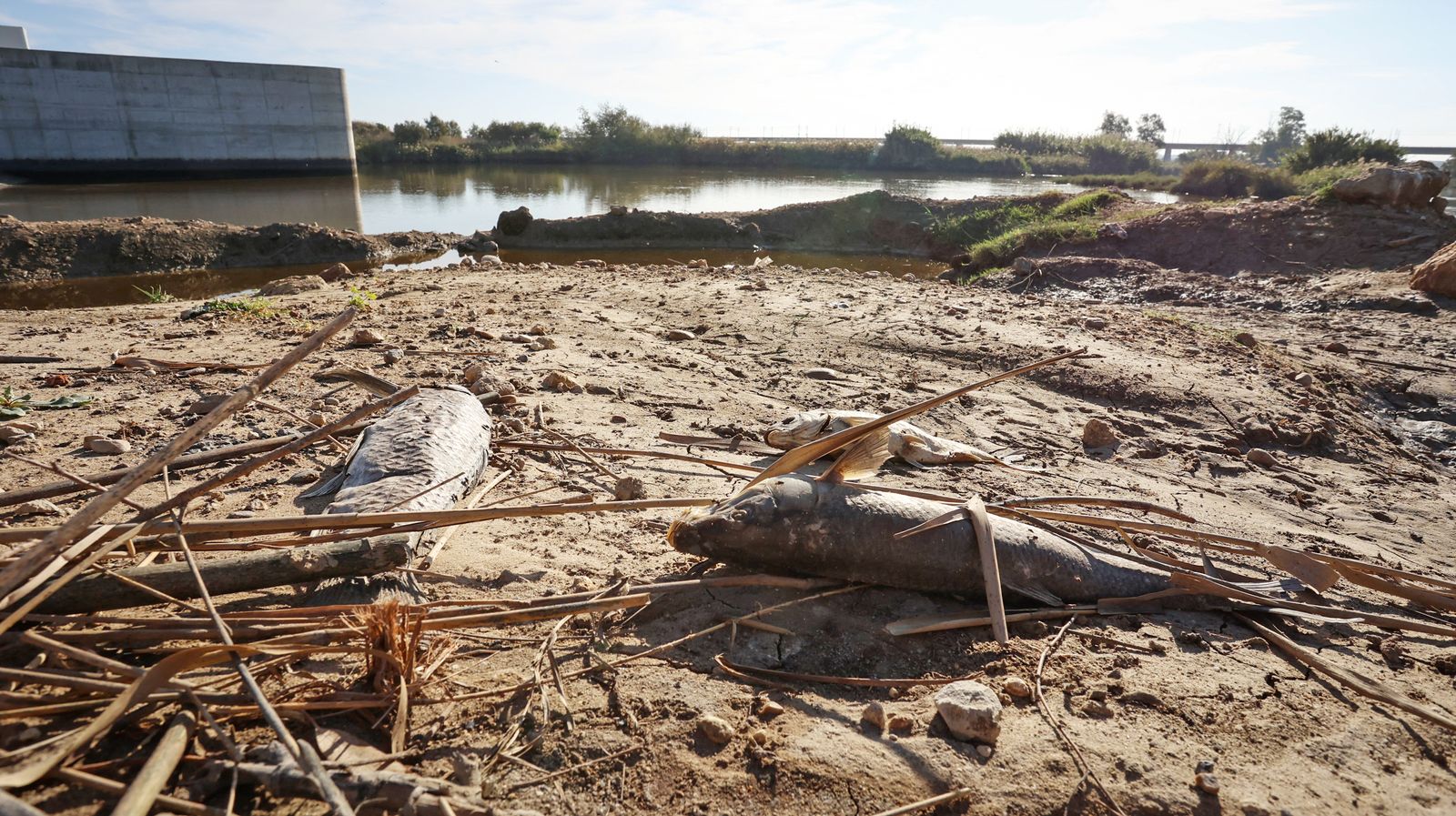 Abandono del río Guadalete a su paso por Jerez