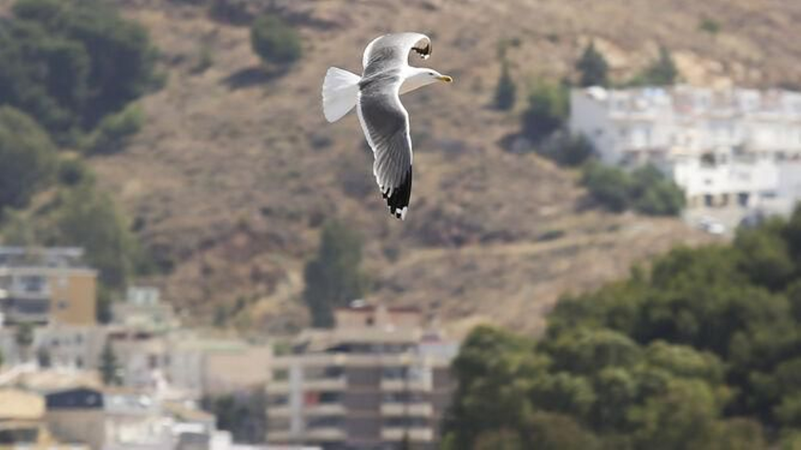 Una gaviota sobrevuela el cielo malagueño.