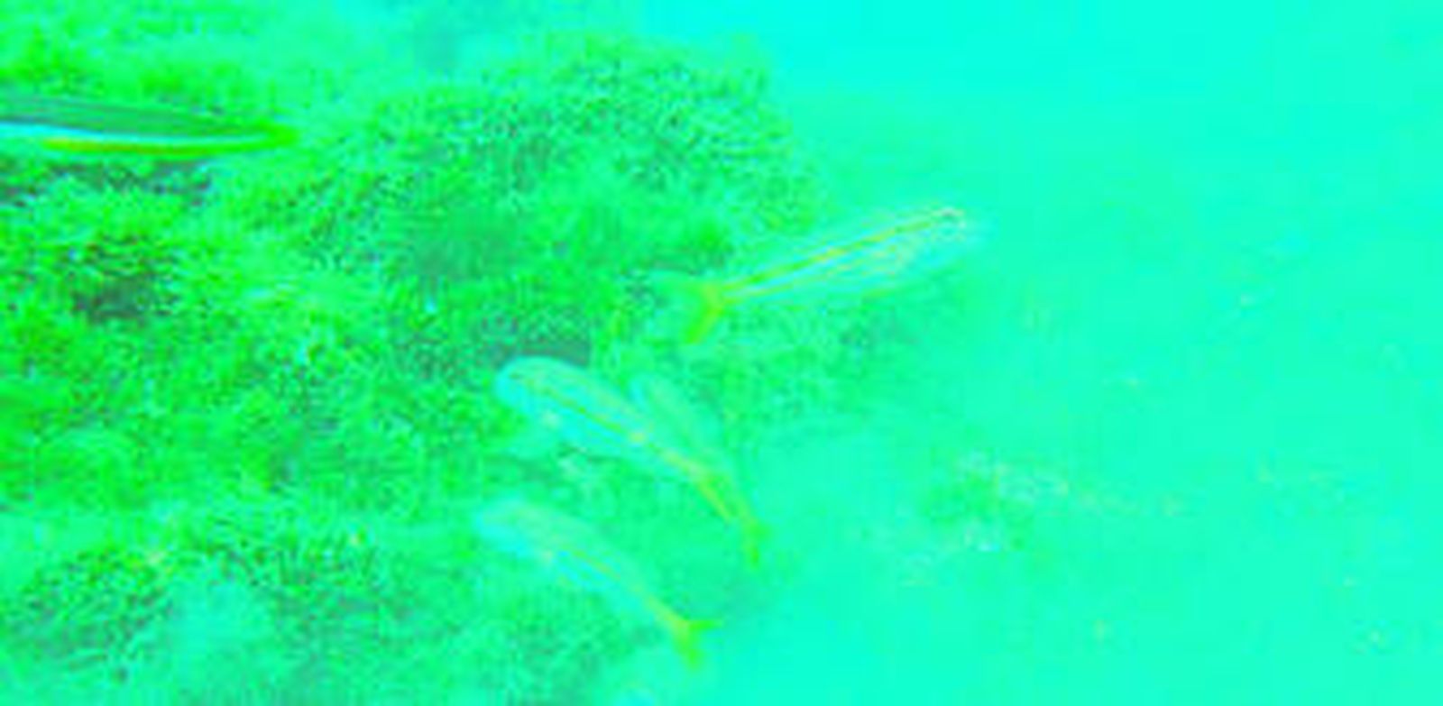 Una de las colonias de la 'Dictyota pinnatifida' asentada en el lecho marino de la Bahía de Algeciras.